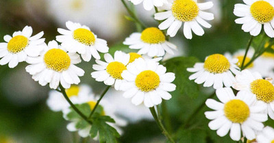 VibeX LX-81 - Roman Chamomile Herb - (2250 Seeds) Seed(2250 per packet)