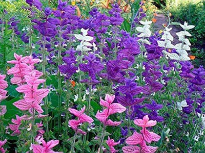 CYBEXIS ATS-50 - Clary Tricolor (Painted Sage) - (1350 Seeds) Seed(1350 per packet)