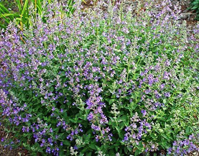 VibeX ® VXI-417 Catmint Perennial - Nepeta faassenii Seed(200 per packet)