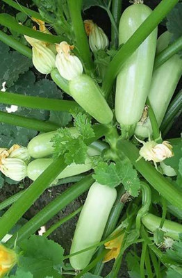 VibeX VXI-36 - Zucchini Courgette Squash - (225 Seeds) Seed(225 per packet)