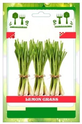 VibeX KGF -71 - Lemon Grass Plant Repels Insects - (2250 Seeds) Seed(2250 per packet)