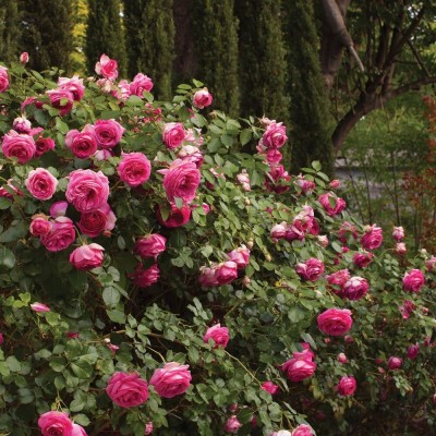 Qualtivate ICRA-5A Pink Eden Climbing Rose Seeds Seed(25 per packet)