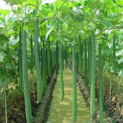 PMA Ridge Gourd Seed, RG - 27 Organic Seed, Vegetable Seed for Gardening / Farming Seed(27 per packet)