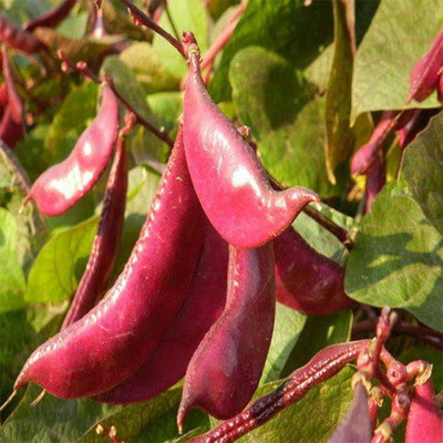 CYBEXIS Hyacinth Bean Seeds for Orchard Lablab Purple800 Seeds Seed(800 per packet)