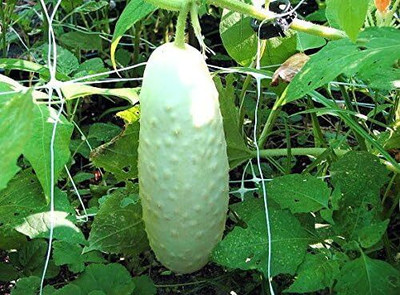 Qualtivate GBPT-9A White Wonder Sweet Cucumber Seeds Seed(300 per packet)