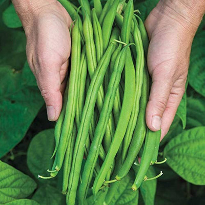 BDSresolve cluster beans seeds/beans seeds 32 Seed(32 per packet)