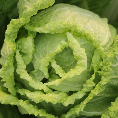 Aywal Chinese Cabbage Pak Choi Seed(170 per packet)