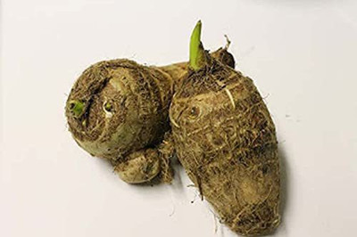 Aywal Taro Root/Arbi Bulbs Seed(13 per packet)
