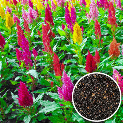 Seedsilk Hybrid Celosia Seeds | Multi-Colored Flower Seed(100 per packet)