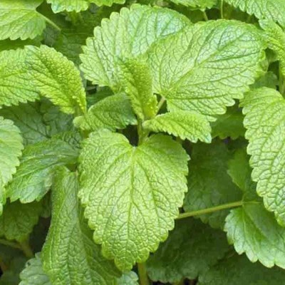 VibeX ATS-33 - Lemon Balm Capricata Citronella - (750 Seeds) Seed(750 per packet)