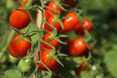True Elements tomato Seed(90 per packet)