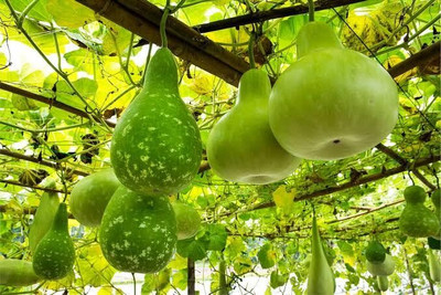 BJUBAS Hybrid round bottle gourd seeds PACK OF 39 Seed(39 per packet)