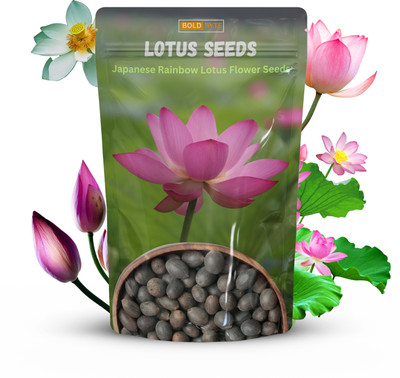 Bold Byte Lotus Seeds for Planting, lotus seeds for home Seed(10 per packet)