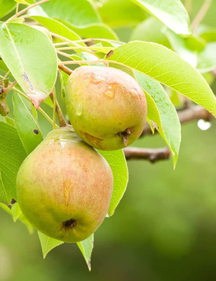 MAA Pear Seed(67 per packet)