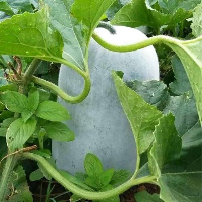 Lorvox Ash Gourd/Chalkumra/White Gourd/Peta/Wax Gourd Seed(46 per packet)