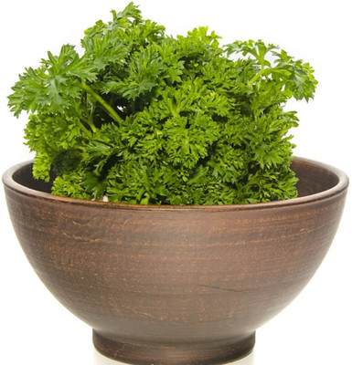 SOWCAN Astra leaf parsley Seed(100 per packet)