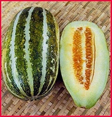 KNESSiN Long Green Thai Musk Melon- Muskmelon Seeds Seed(100 per packet)