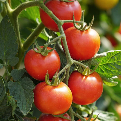 BDSresolve Deshi tomato seeds PCK OF 185 Seed(185 per packet)