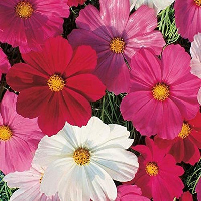 Epazo Double Click Cranberries' Seeds. Cosmos Cranberries Seed(28 per packet)