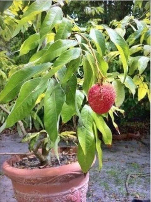 Aywal Sweet Lychee Fruit Seed(2 per packet)