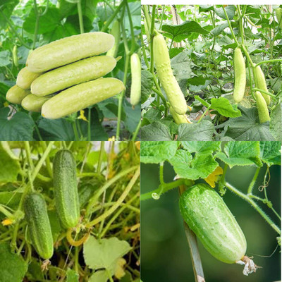 ibains Kakri seeds cucumber kakri seeds pack of 20 Seed(20 per packet)