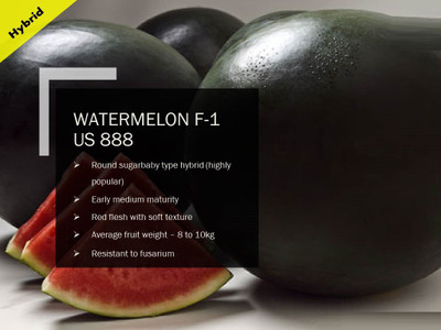 CYBEXIS WATERMELON F-1 PUAS-888 SEEDS(250 Seeds) Seed(250 per packet)