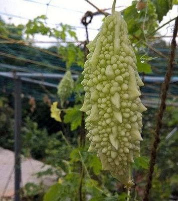 KNESSiN Bitter Gourd Melon Seed(400 per packet)