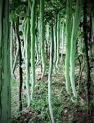 WILLVINE LX-67 Snake Gourd, Serpent Gourd, Chichinda Seeds Seed(100 per packet)