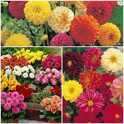 LPR DAHLIA Seed(20 per packet)