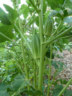 WILLVINE NBIR-26 Lady's finger Star Of David Okra Seeds Seed(100 per packet)