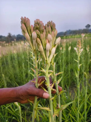 GREENSEA Tuberose/Rajnigandha Seed(4 per packet)
