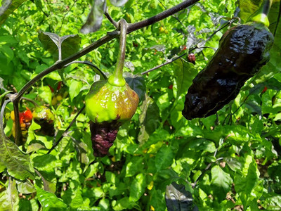 Biosnyg Fast Growing Black Panther Hot Chilli Seeds For Kitchen Gardening-(4000 Seeds) Seed(4000 per packet)