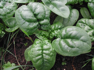 VibeX TLX-24 - Bloomsdale Long Standing Spinach - (750 Seeds) Seed(750 per packet)