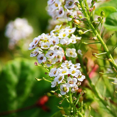 Aywal Alyssum Red Flower Seed(10 per packet)
