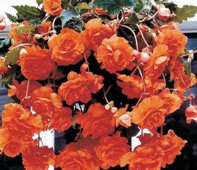 Qualtivate NDIR-68 Double Hanging Basket Apricot Begonia Seeds Seed(25 per packet)