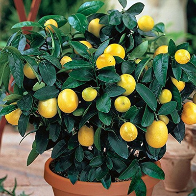 Aywal Fresh Lemon Imported Seed(8 per packet)