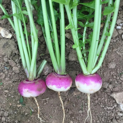 MYLAWN Turnip Seeds (Purple Top) Seed(200 per packet)