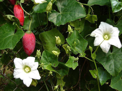 Arshiayat IVY Gourd, Coccinia Organic Seed(30 per packet)