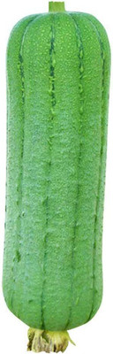 CYBEXIS Green Loofash Gourd Seeds-100 Seeds Seed(100 per packet)