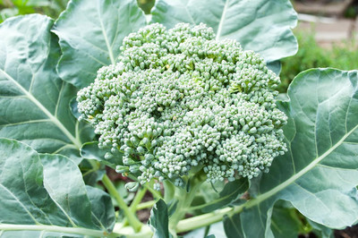 Qualtivate HUA-4A Broccoli Heirloom Waltham 29 Seed(300 per packet)
