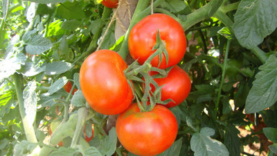 CYBEXIS Hybrid No. 14 Hybrid Tomato2000 Seeds Seed(2000 per packet)