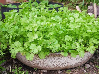 Mohomaya Coriander (Dhaniya) Seed (100 per packet) Seed(100 per packet)