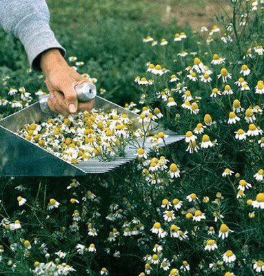 CYBEXIS VVI-21 - Nobile Roman Chamomile - (250 Seeds) Seed(250 per packet)