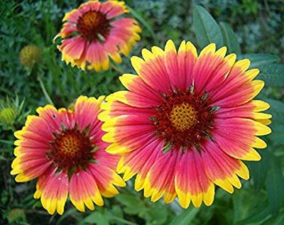 XOLDA Exotic gallardia Seed(15 per packet)