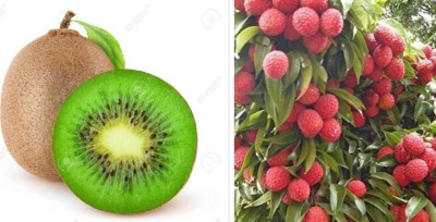 Oliver HYBRID F1 QUALITY KIWI&DRAGON FRUIT SEEDS Seed(110 per packet)