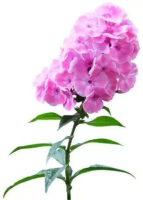 Aro Phlox beauty Seed(108 per packet)