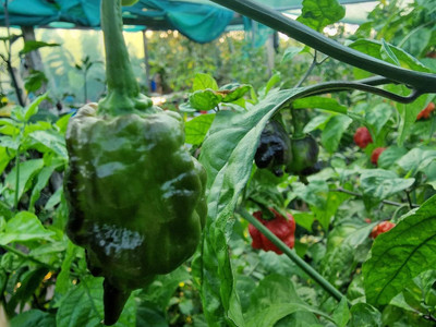 Biosnyg Open-Pollinated Primo Lucifer Chilli Vegetable Seeds For Planting-(4000 Seeds) Seed(4000 per packet)