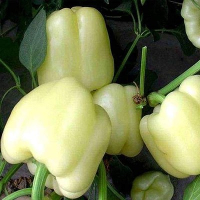 Aywal White Capsicum (shimla mirch) Seed(380 per packet)