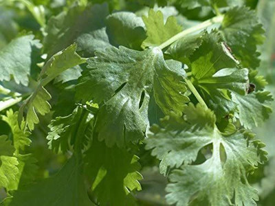 CYBEXIS GUA-32 - Cilantro Culinary Herb - (750 Seeds) Seed(750 per packet)