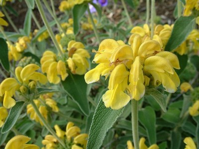 Qualtivate HYB-4A Jerusalem Sage Seeds Seed(100 per packet)